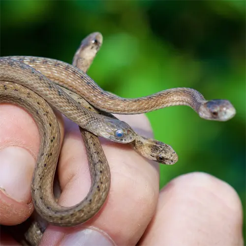 The Florida Brownsnake