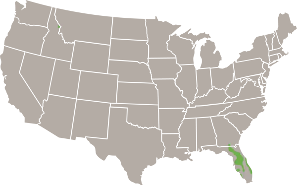 The Florida Crowned Snake USA Range Map
