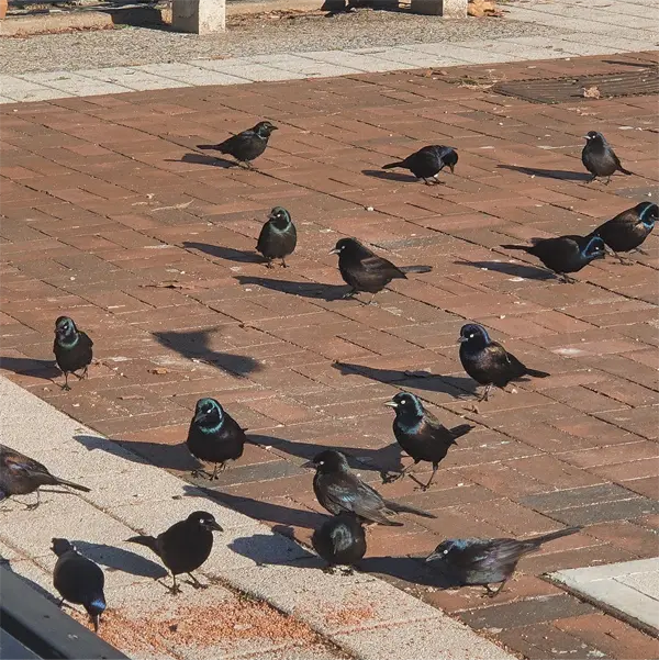 Overpopulation of Grackle