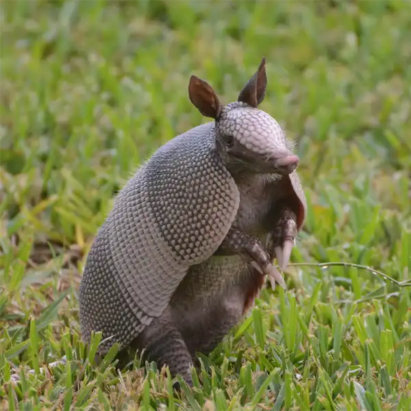 The Nine-banded Armadillo