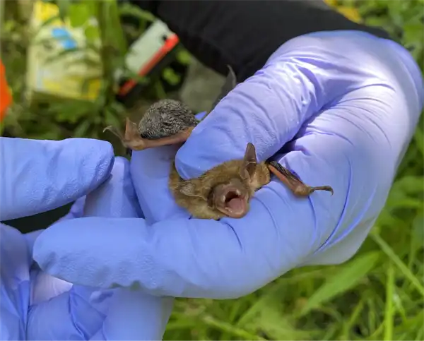 One of our techs holding a bat after a succesful Valrico bat removal service