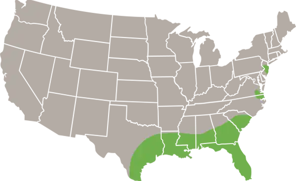 Northern Yellow Bat USA Range Map