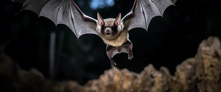 Bat Guano and Histoplasmosis