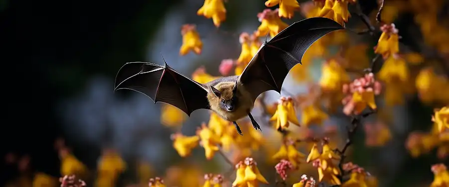 Why is Bat Conservation Critical for Ecosystems and Human Well-being