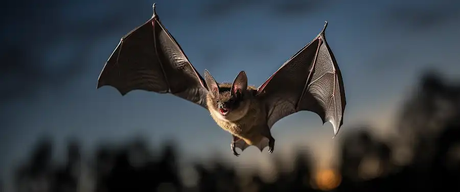 Conservation of Bat Populations Conservation of Bat Populations