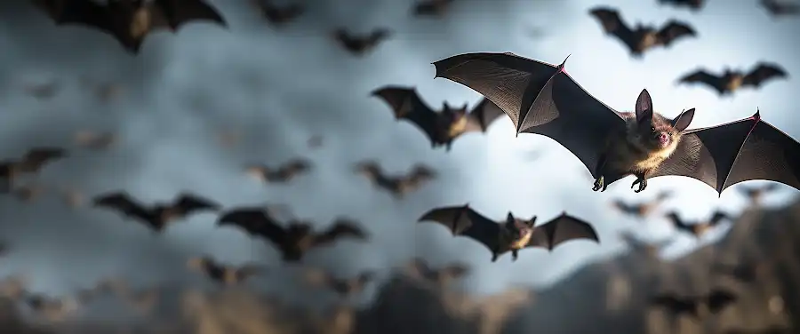 Heath Risk Associated with Bats