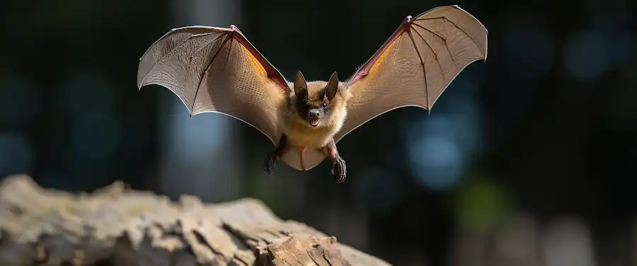 How Bats Can Damage Your Property