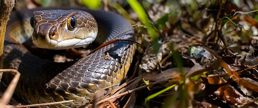 To Protect An Endangered Snake, First Protect A Venomous One