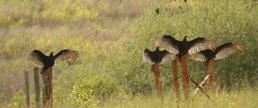 The amazing role turkey vultures play in our ecosystem