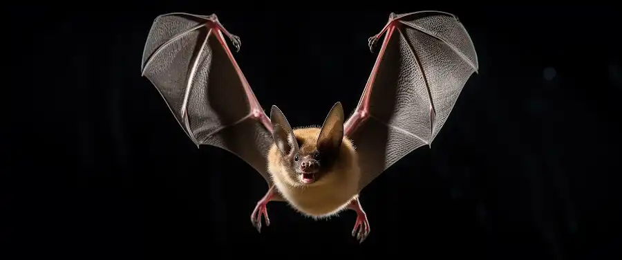 Roosting with bats: Nature's most misunderstood mammal