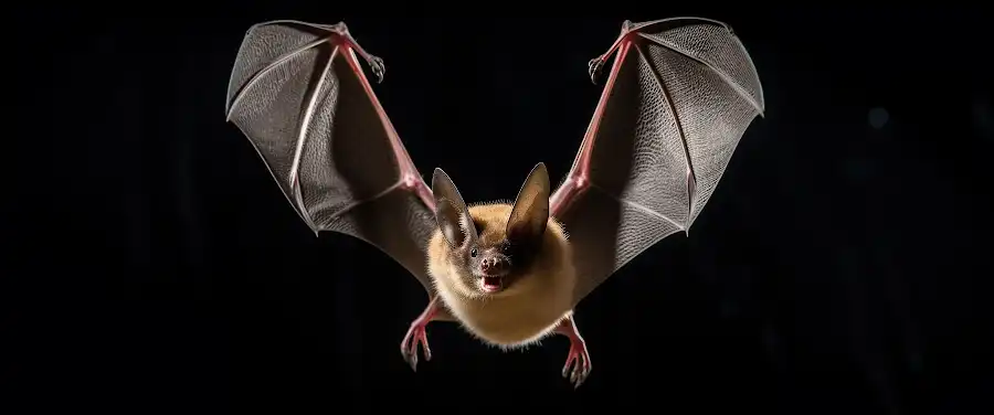 Why is it Necessary to Deter Bats