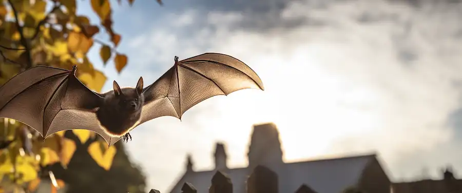 How Do Bats Enter Your Property
