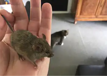 Rodent Removal